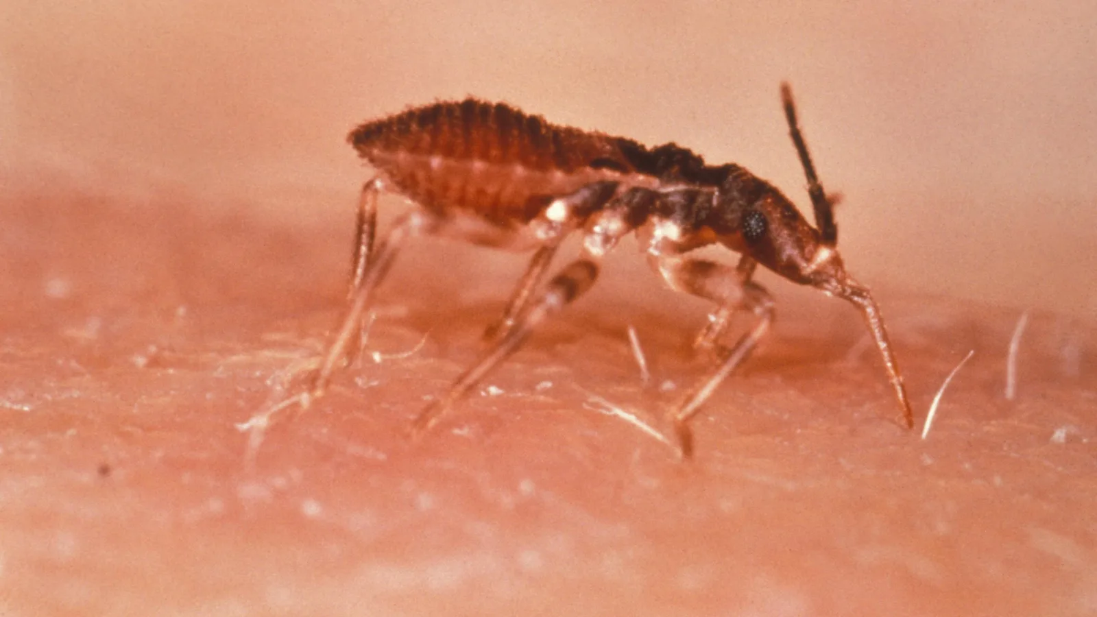 Barbeiro (Triatoma infestans), inseto que pode transmitir o parasita da doença de Chagas