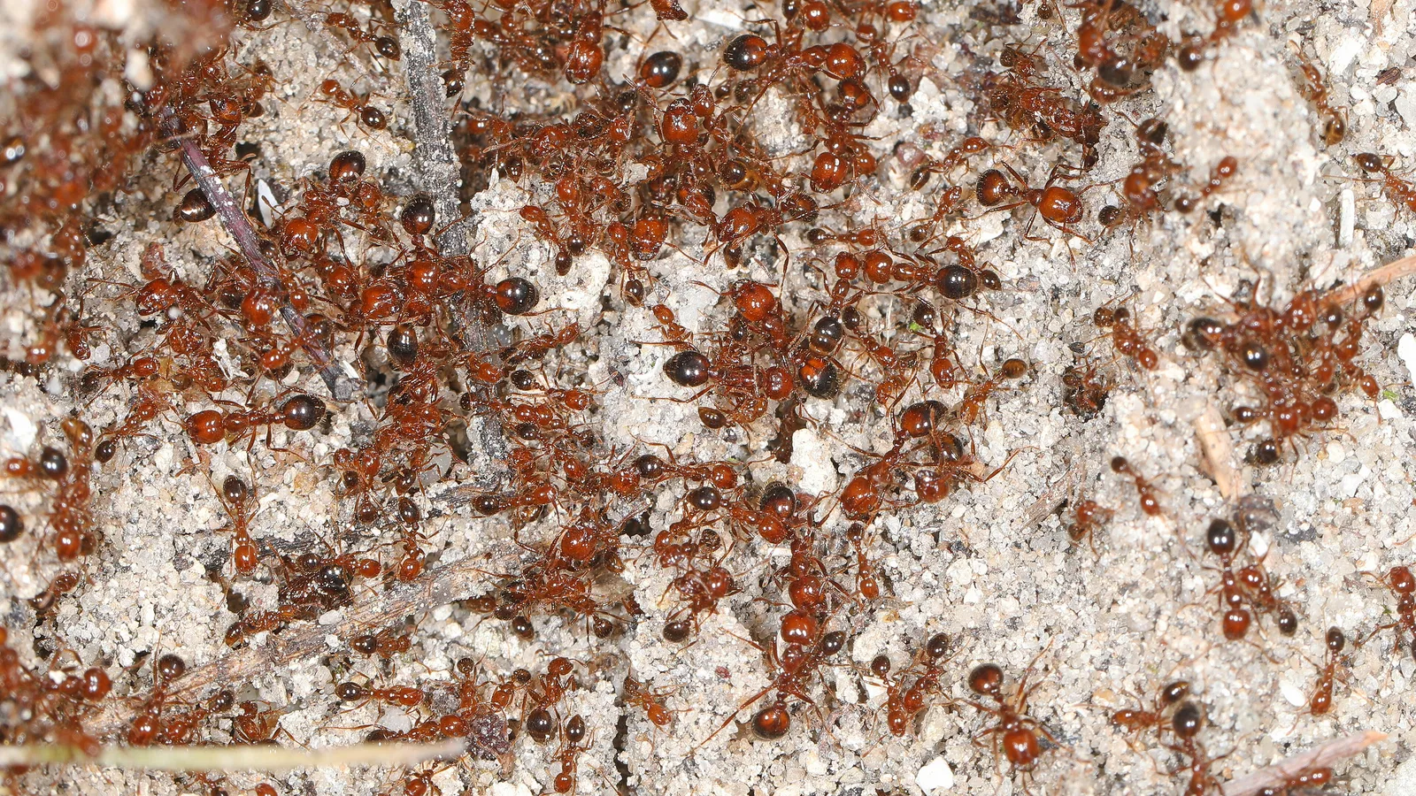 Formigas-de-fogo avermelhadas sobre a terra