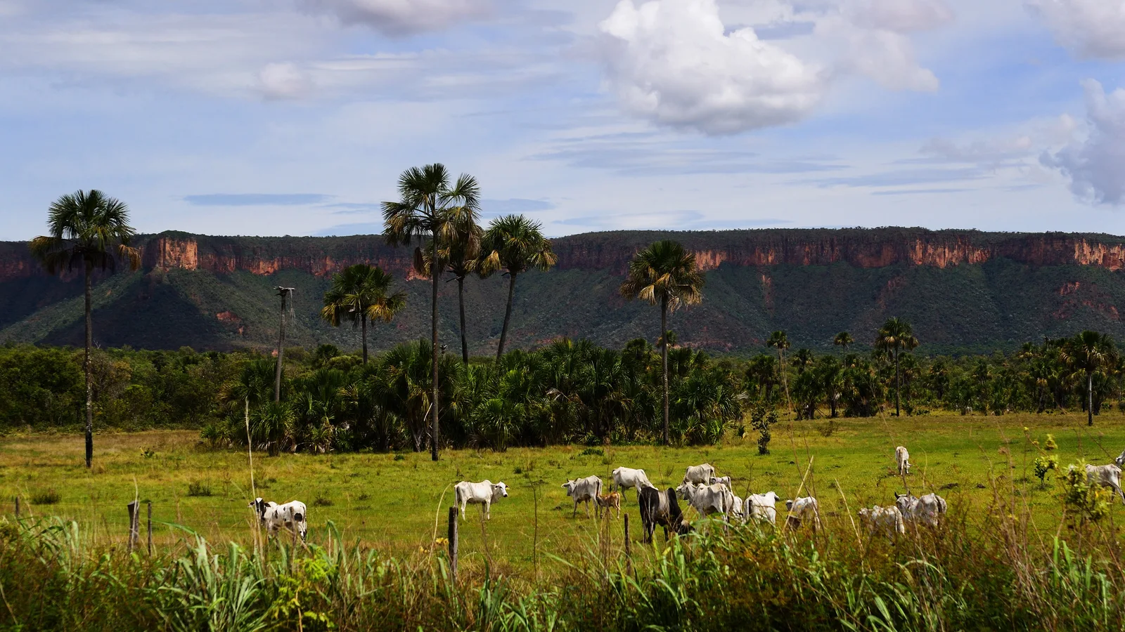 Gado nelore em pasto de Campos Belos (GO), em foto de arquivo